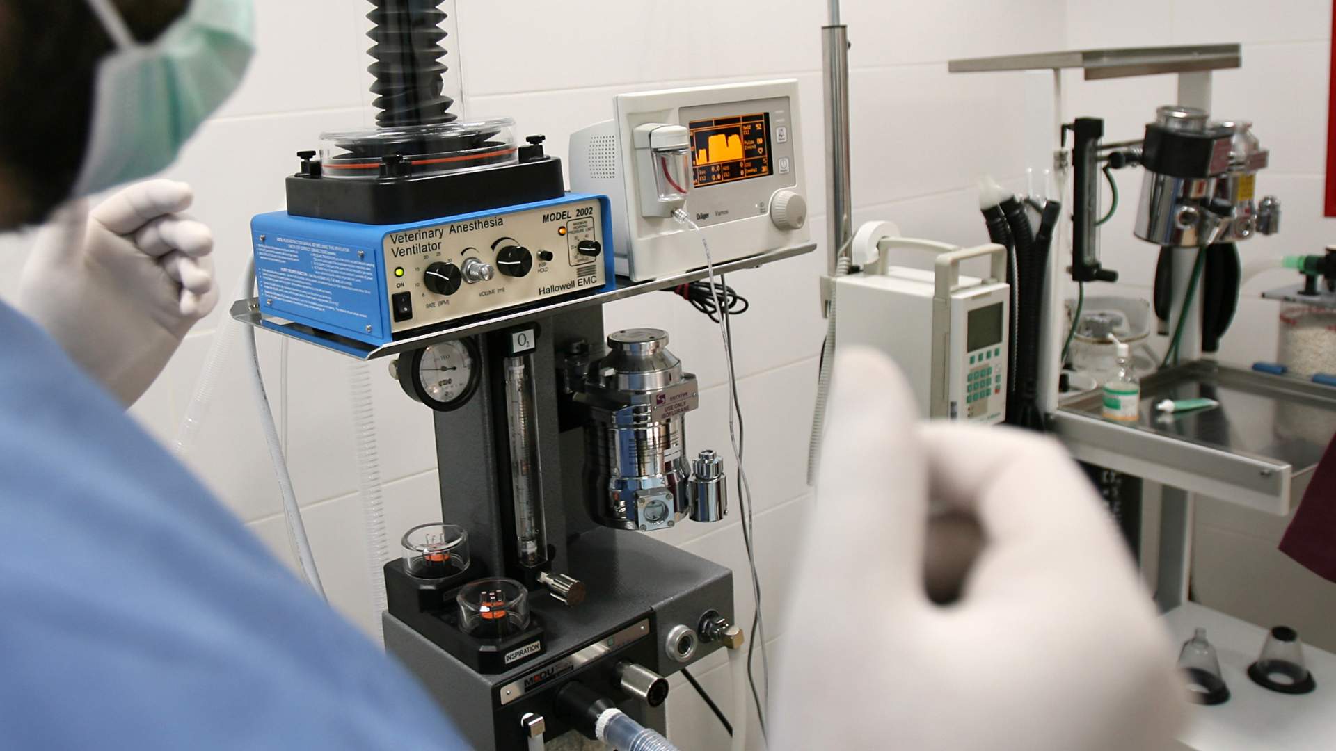 Los veterinarios, con acceso a la formación especializada en ciencias de la salud