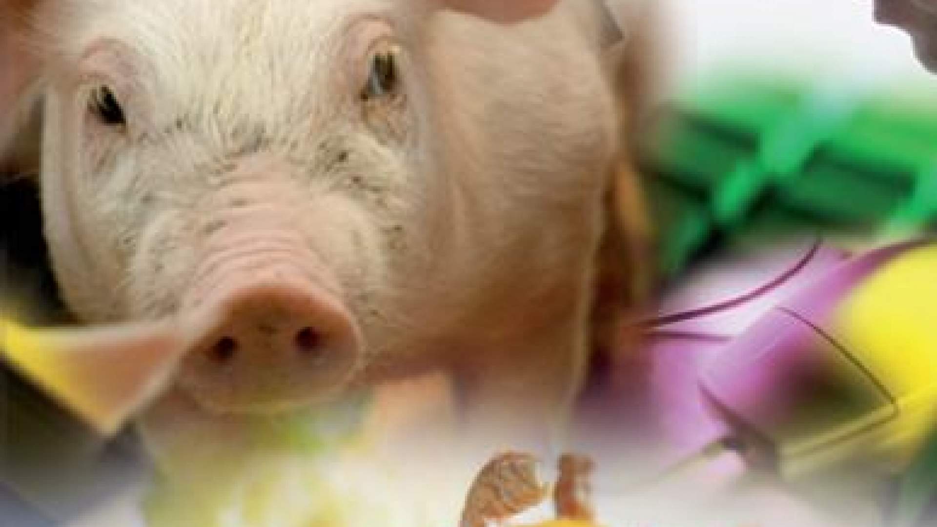 Conferencia sobre el proyecto Q-PorkChains, la semana que viene en la UIB
