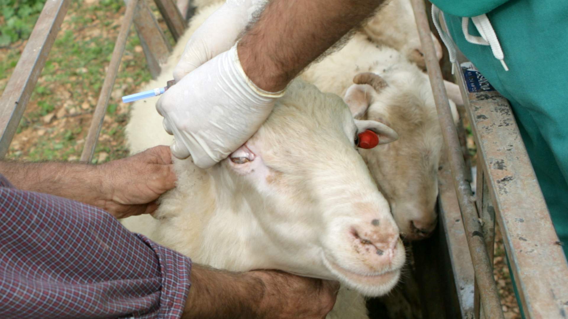 La AMC cree que los recursos que destinar� el Govern al programa sanitario ganadero comprometen el estatus sanitario del sector