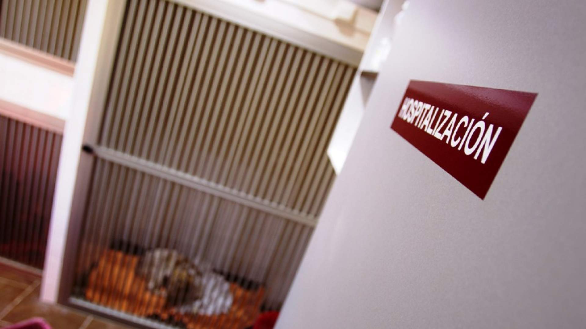 Se solicita al Congreso de los Diputados que los servicios veterinarios soporten el 10% de IVA, no el 21%