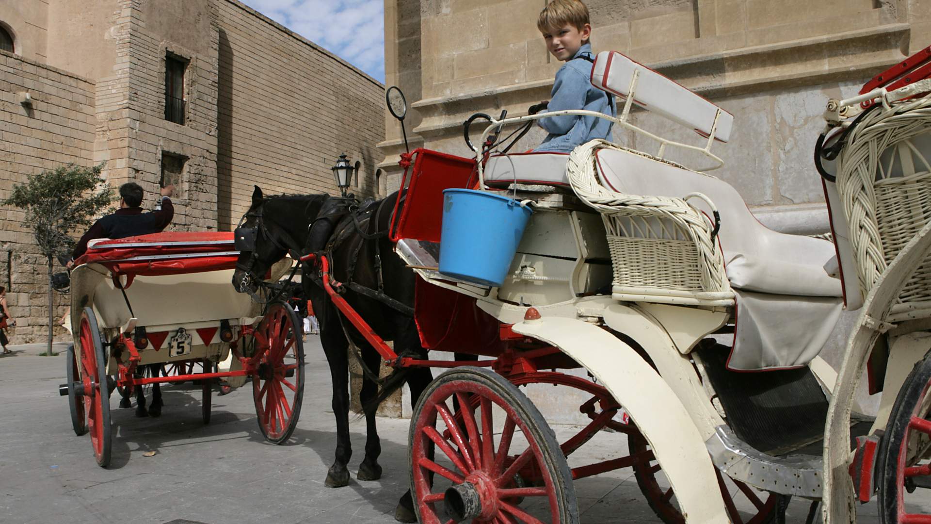 El COVIB ofrece a Cort unas recomendaciones para los caballos que tiran de calesas en Palma