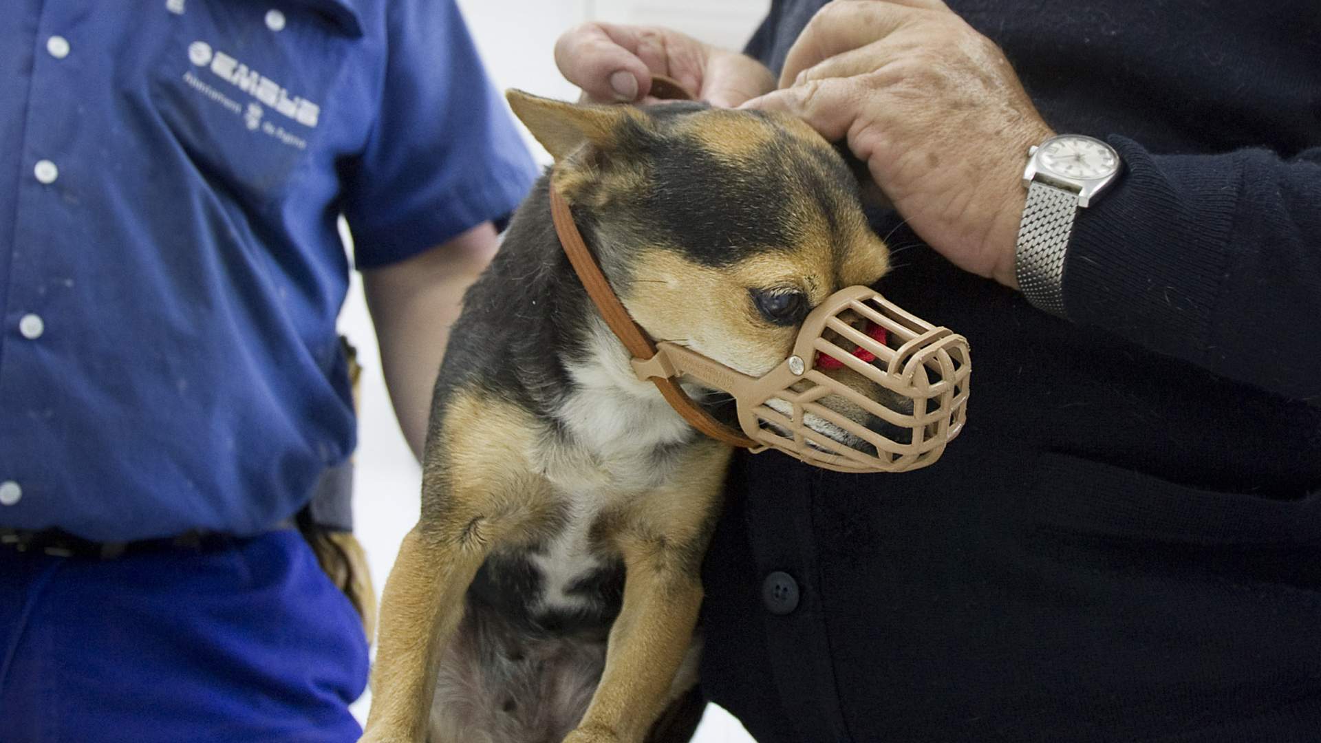 Aprobado el 'Decreto de Zoonosis' de las Islas Baleares