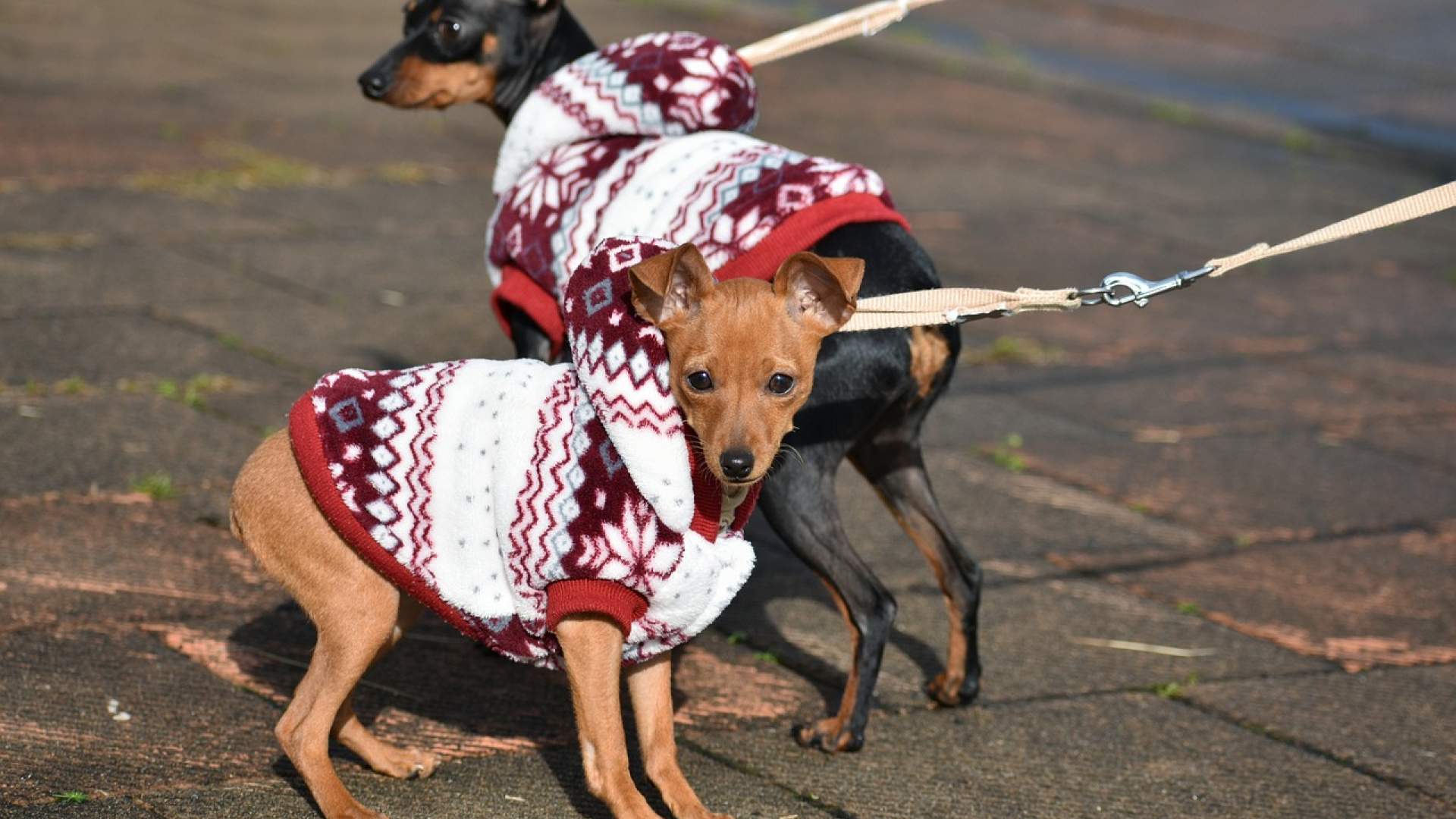 Aprobada de Ley de Protección de los Derechos y el Bienestar de los Animales