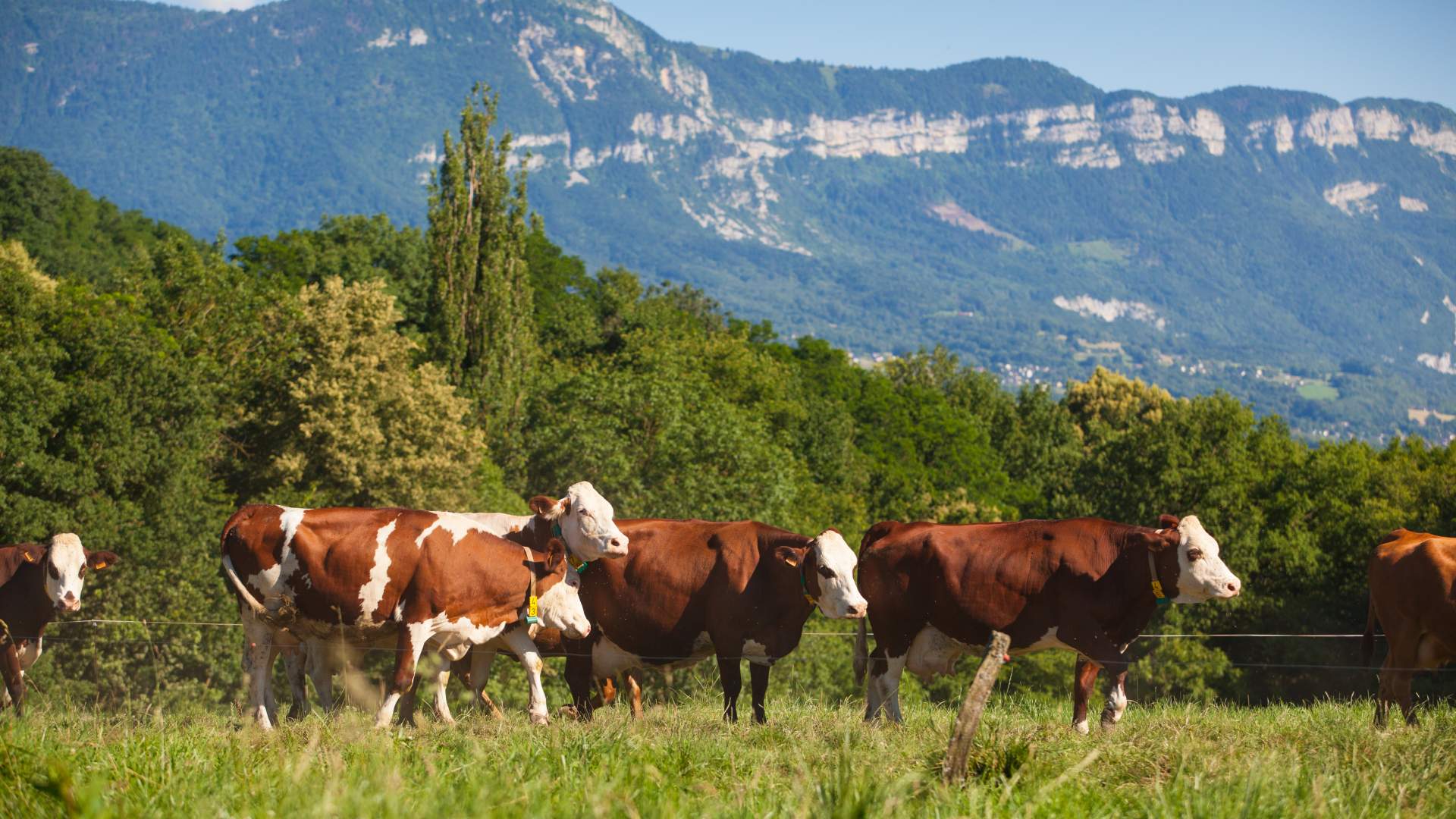 La importancia creciente de los estafilococos no aureus en la mamitis clínica y subclínica durante el período seco y postparto