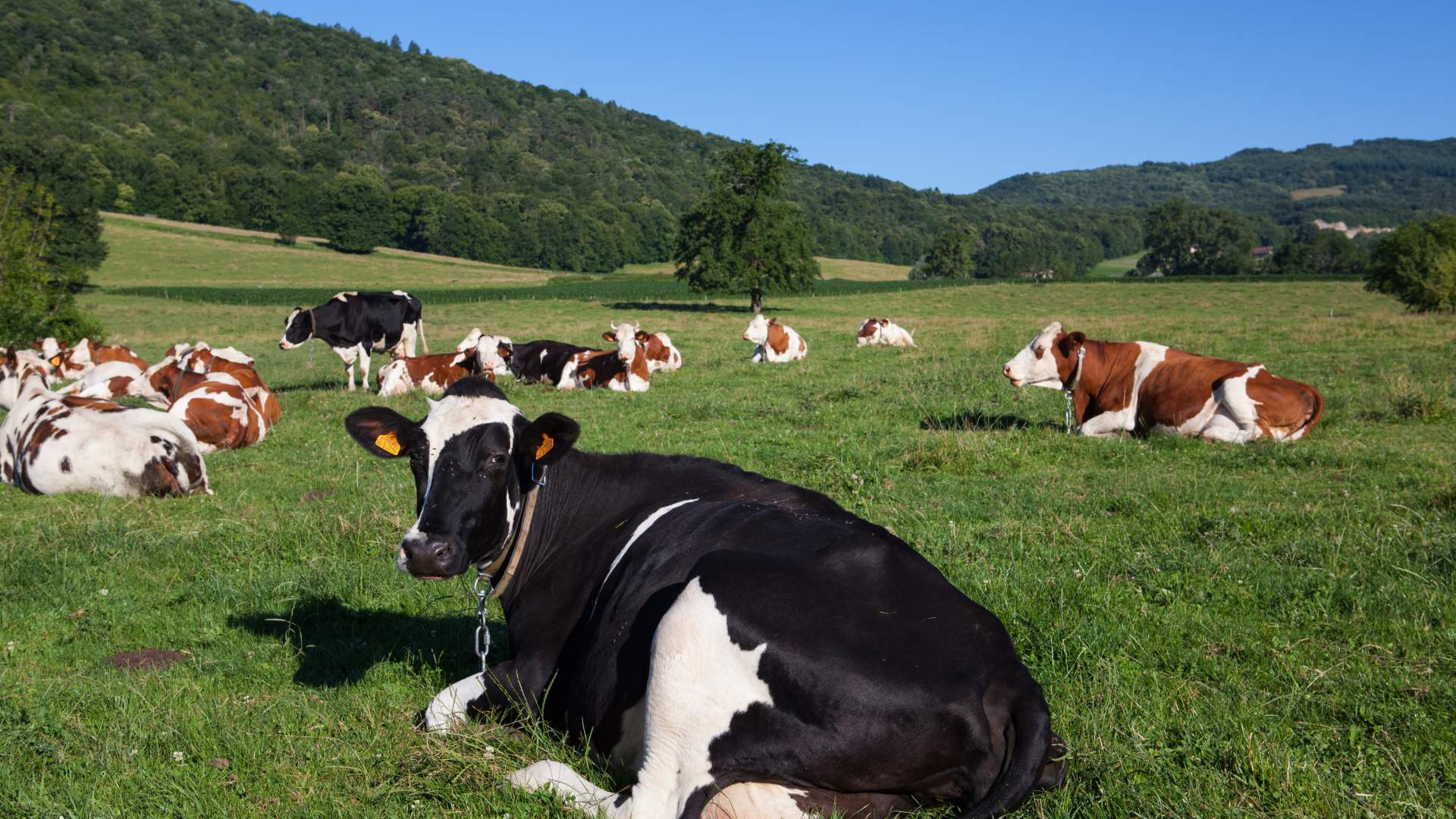 32ª Edición del Programa de Formación en el Diagnóstico de la Tuberculosis Bovina