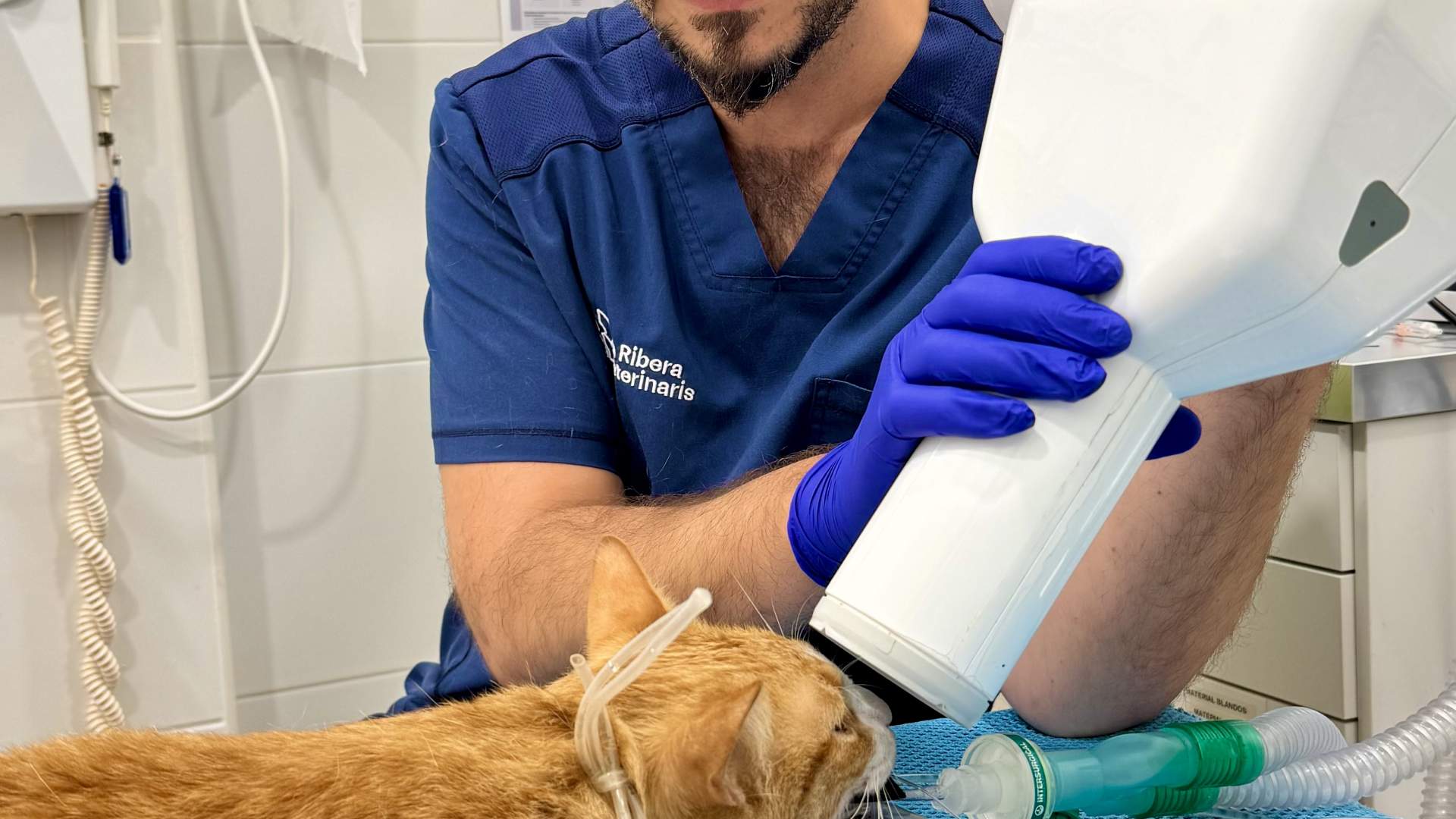 Odontología veterinaria sin filtros: lo que nadie te contó (pero deberías saber)