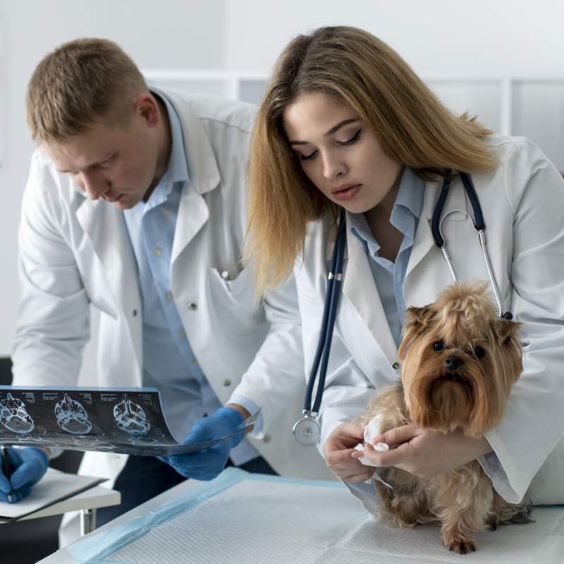 Interpretació ecogràfica nivell bàsic